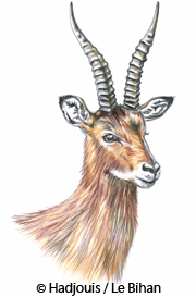 Les hommes de Mechta-Afalou d'Algérie