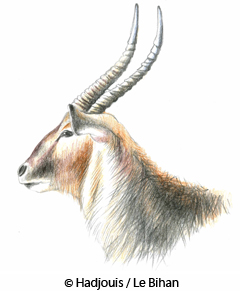 Les hommes de Mechta-Afalou d'Algérie