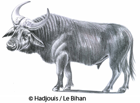 Les hommes de Mechta-Afalou d'Algérie